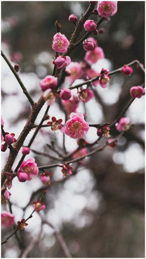 Close-up of pink plum blossoms on a branch, showca