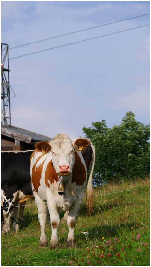 Free stock photo of alpine mountains, alps, alps m
