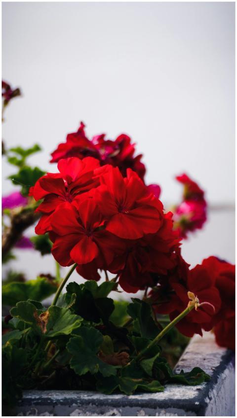 Close-up of vibrant red geranium flowers with lush