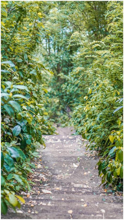 Tranquil pathway surrounded by lush green foliage