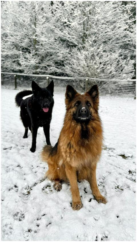 Two German Shepherds playing joyfully in a snowy w
