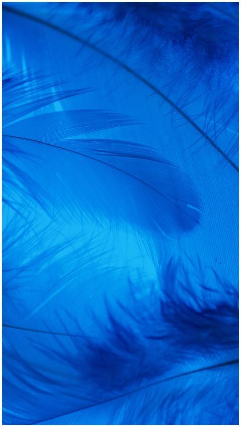 A vibrant artistic close-up of feathers with a blu