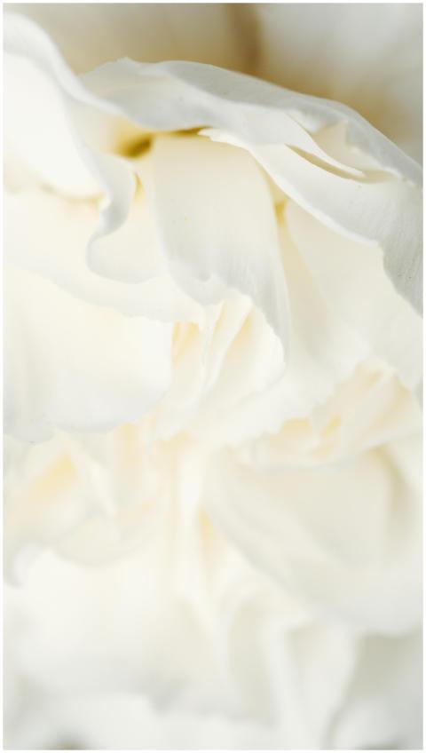 A soft and elegant close-up of white peony petals