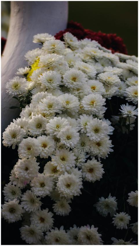Close-up of lush white chrysanthemum flowers captu