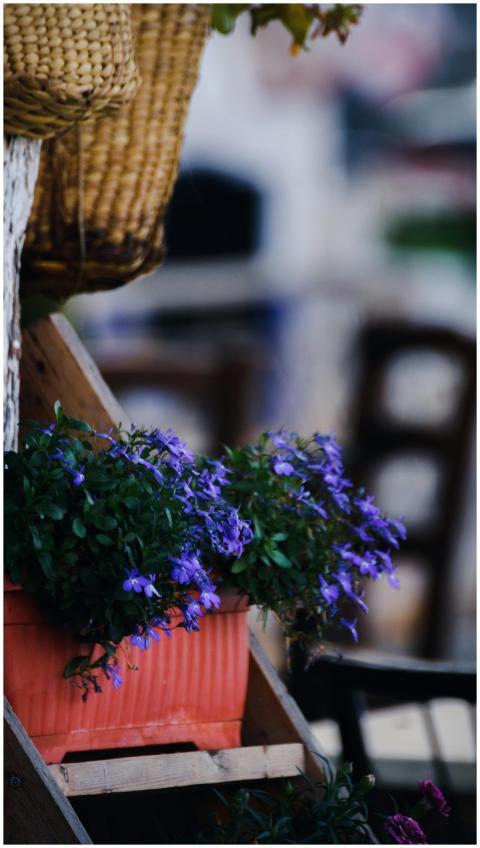 Close-up of blue lobelia flowers in a decorative p