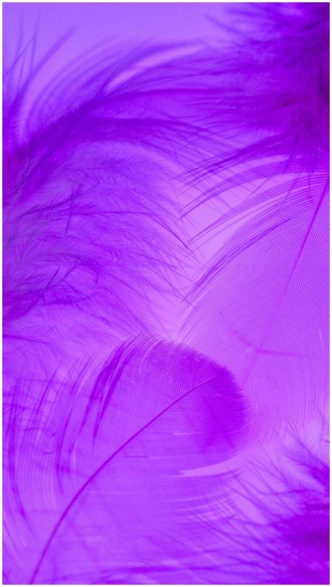A vibrant display of purple feathers on an abstrac
