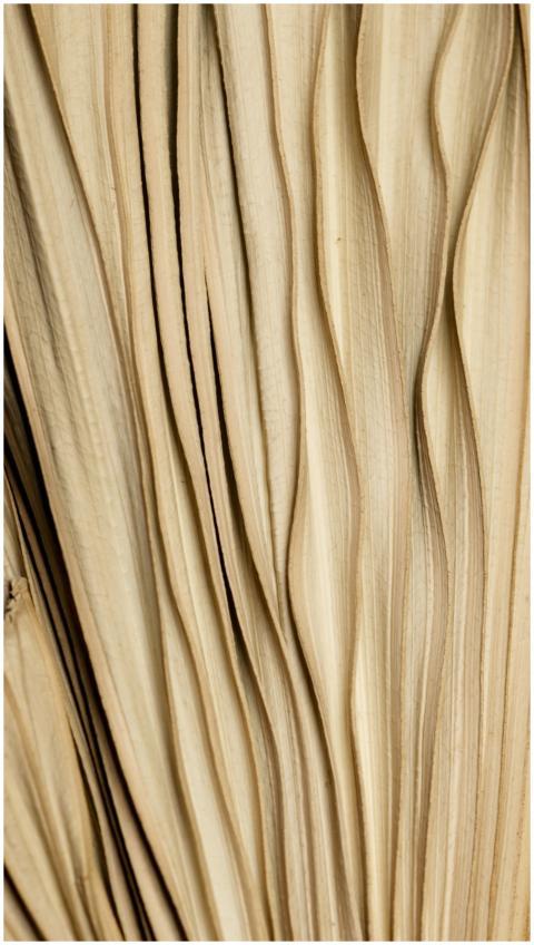 Detailed close-up of dried palm leaf showing natur