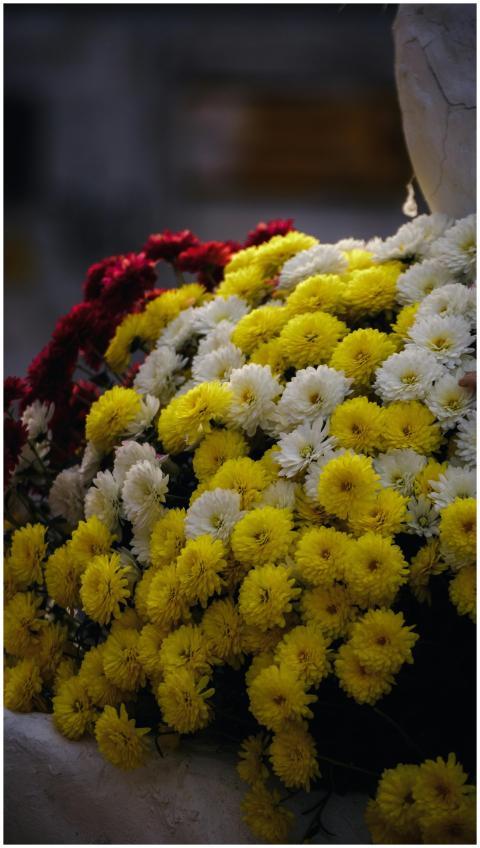 Colorful bunch of chrysanthemums capturing the ess