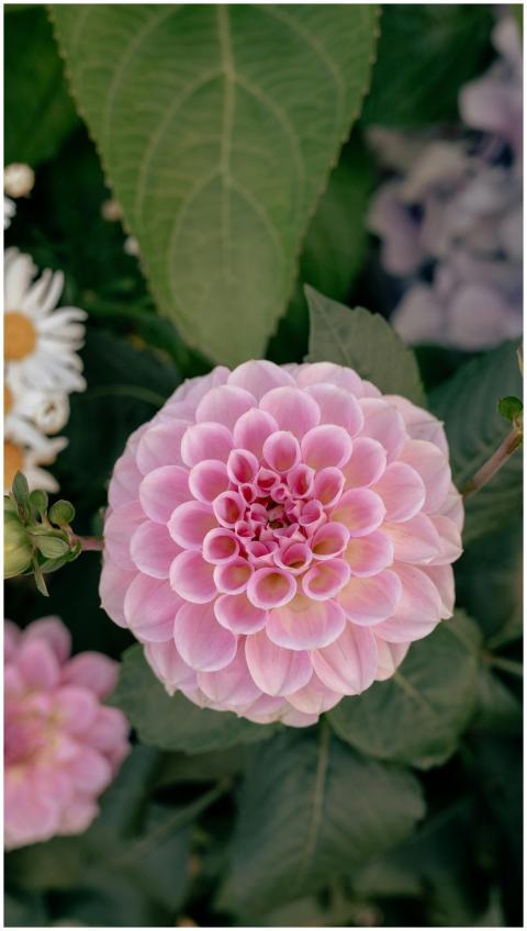 Detailed view of a vibrant pink dahlia flower with