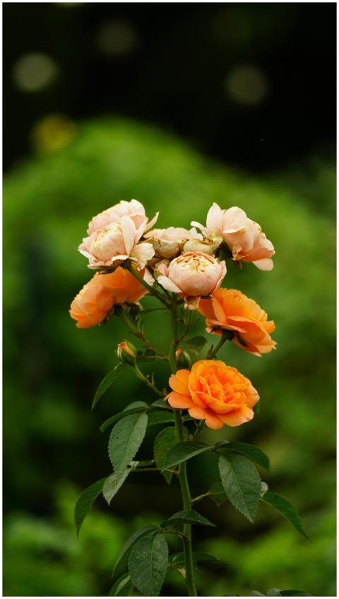 Close-up of blooming orange roses on a lush green