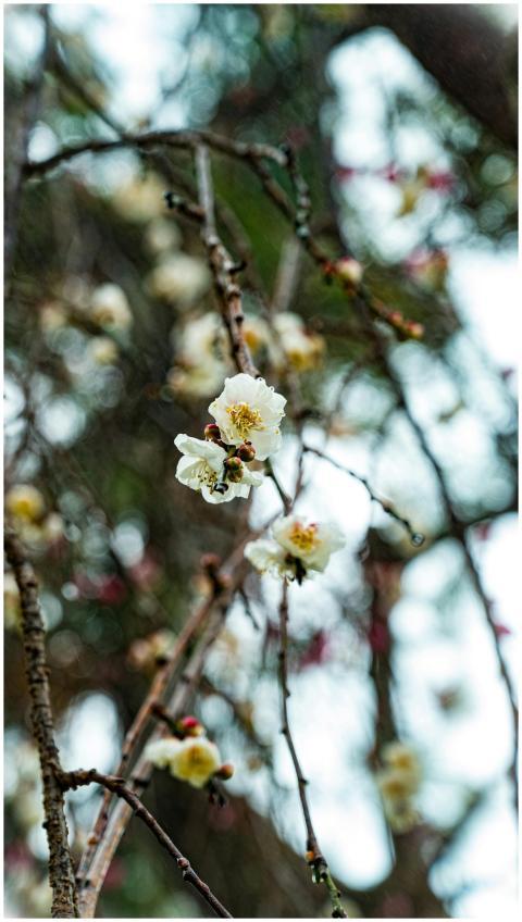Close-up of white plum blossoms on branches agains