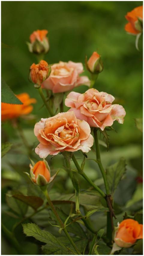 Close-up of vibrant orange roses blooming in a lus