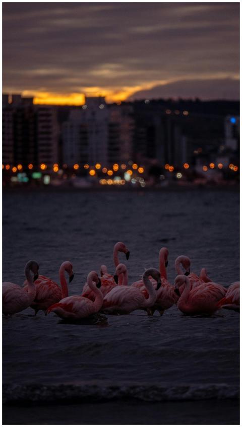 A group of flamingoes wading in water with city li