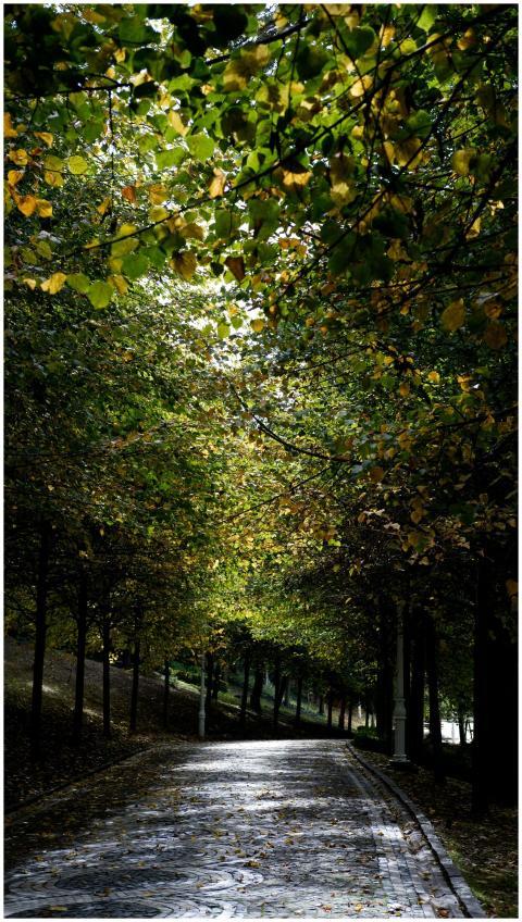 Peaceful walkway under a canopy of vibrant autumn