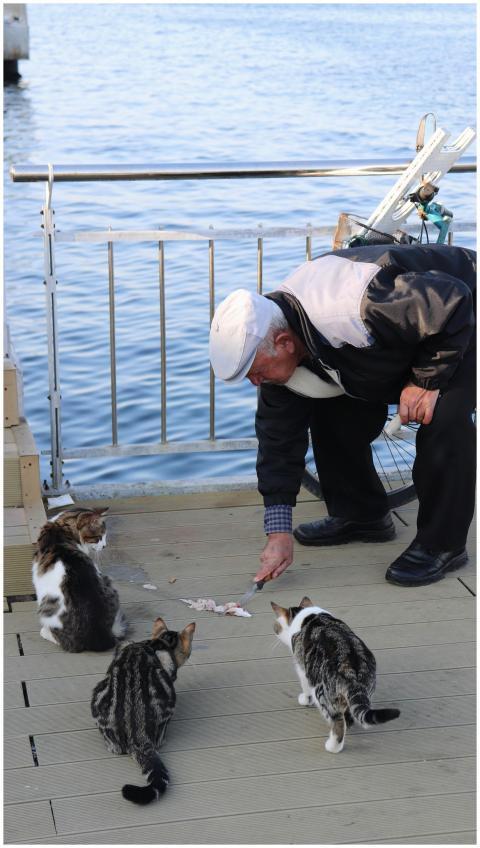 Senior man feeding stray cats by the waterfront on