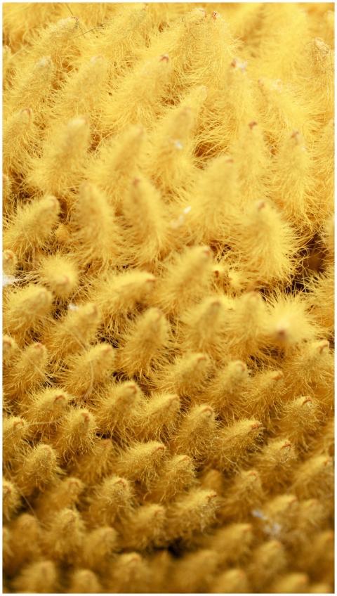 Detailed macro shot highlighting the softness and