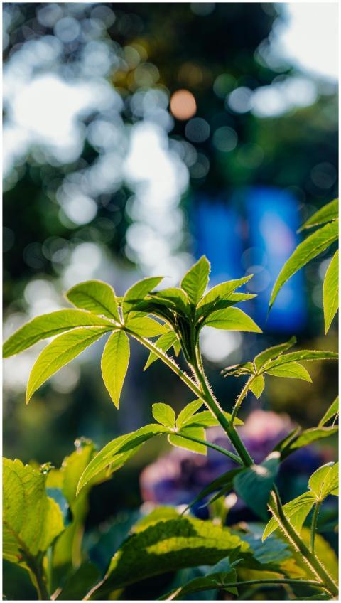 Vibrant green leaves in focus against a blurred bo