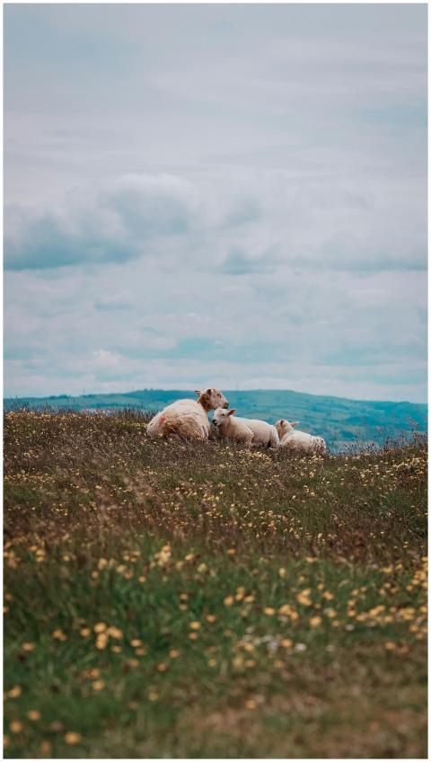 A peaceful scene of sheep resting in a Llandudno m