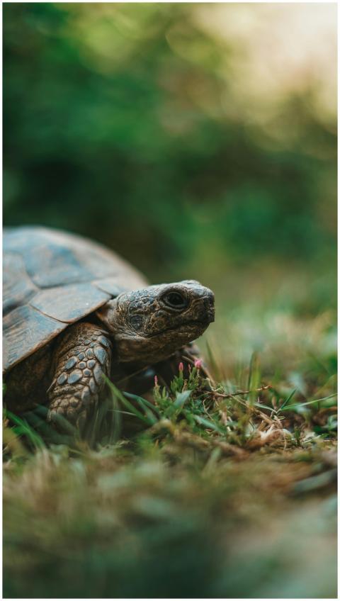 A close-up shot of a tortoise in a lush green envi