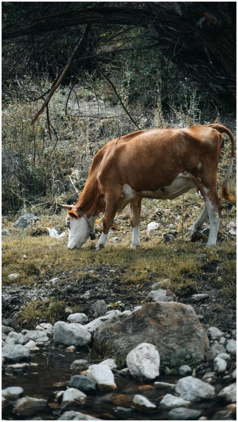 A brown cow grazing in a serene meadow setting in