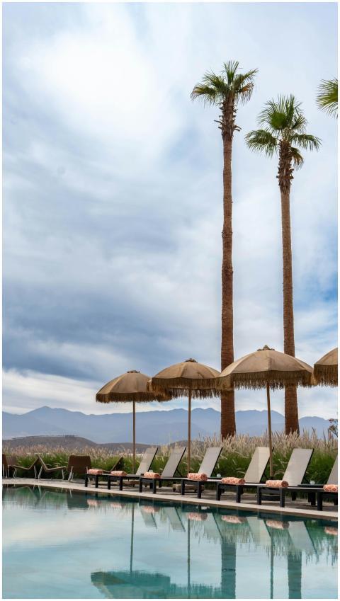 Tranquil Poolside Palm Trees