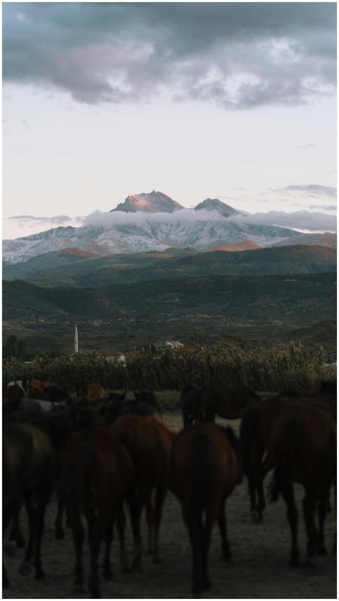 Stunning view of snow-capped mountains with a herd