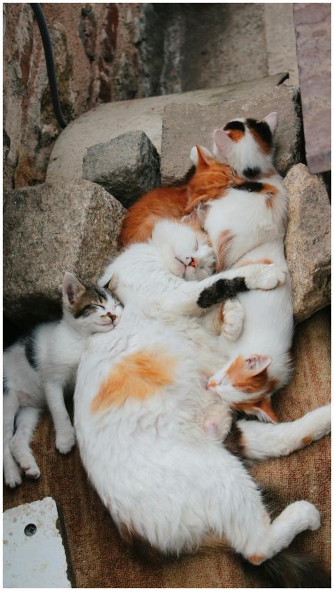 Adorable calico cats comfortably sleeping together