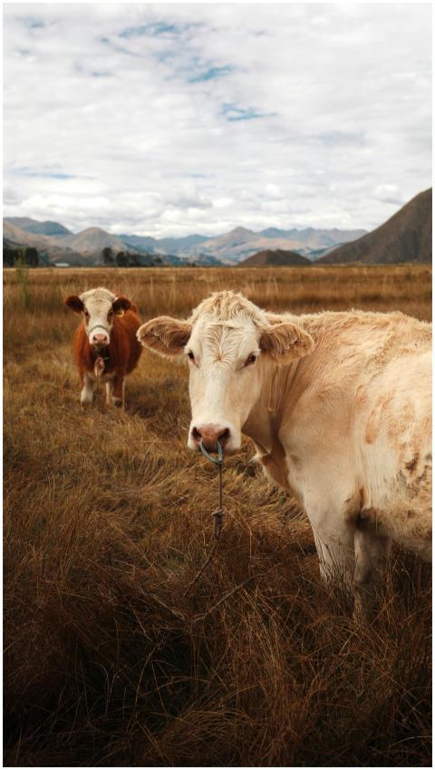 Two cows grazing in the picturesque Cusco Valley,