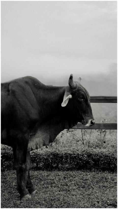 Black and white vertical shot of a bull in the mis