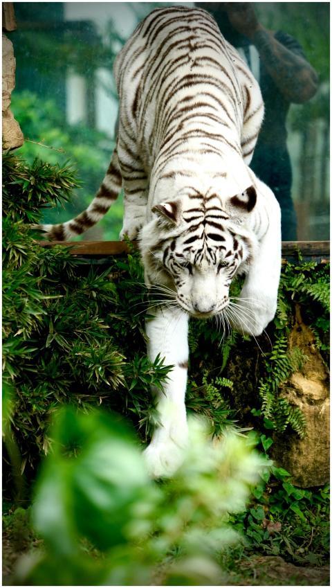 A stunning white tiger gracefully explores its lus