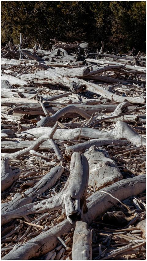 A serene landscape of intertwined driftwood create