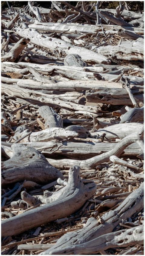 A collection of gray driftwood scattered on a rock