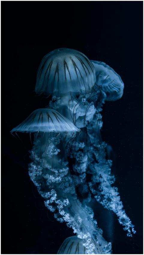 Captivating image of jellyfish moving gracefully i