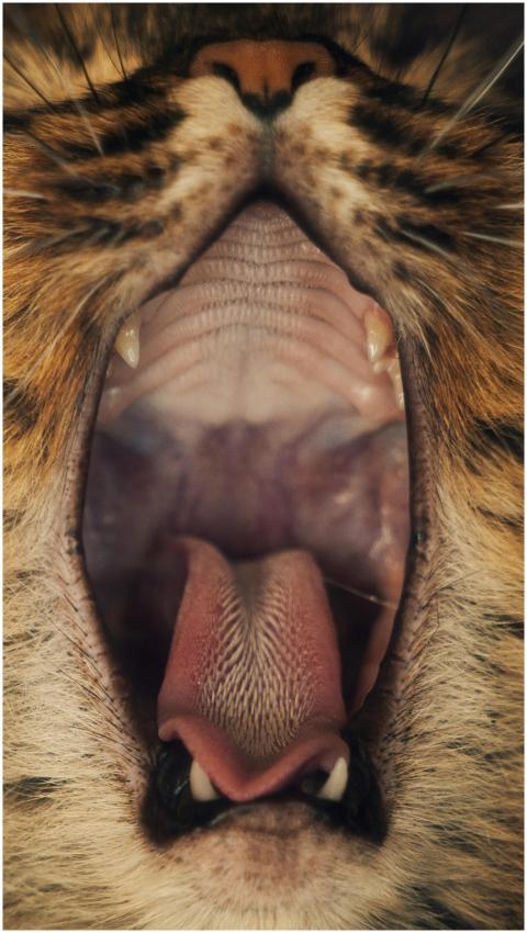 Detailed close-up of a yawning cat's open mouth re