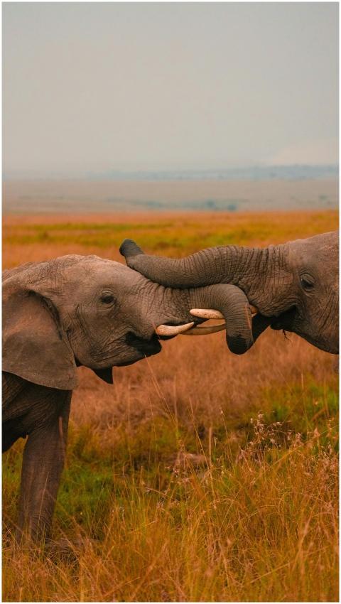 Two young African elephants playfully interact in