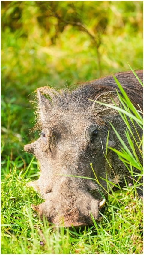 Close-up of a wild warthog lying in the grass. Cap
