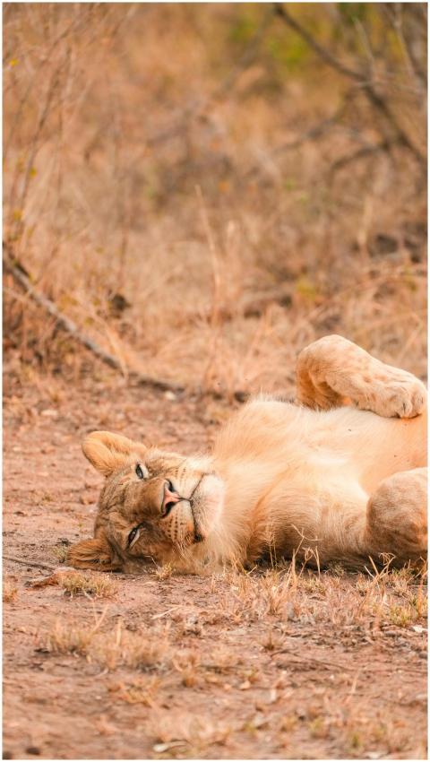 A lion resting on the dry plains of Tanzania's Ser