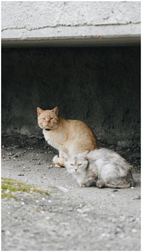 Two cats resting under a concrete wall in Ukraine,