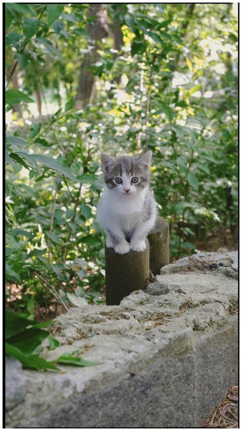 Cute gray and white kitten sitting on wooden stump