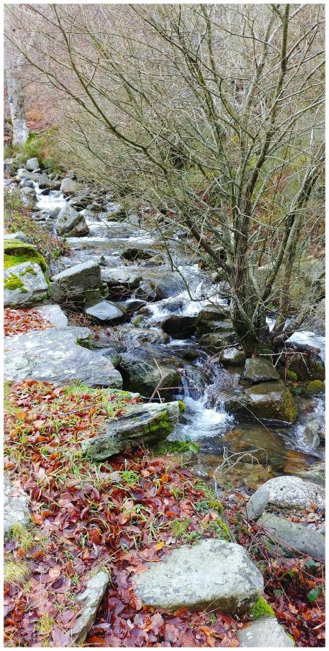 Tranquil forest creek cascading over rocks with au