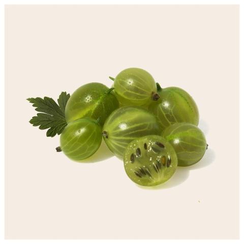 Gooseberry Fruit Health Fruitnmore