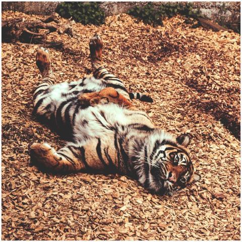 A lazy tiger relaxing on wood chips in a zoo setti