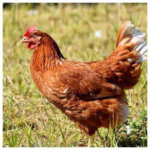 Hen Chicken Roasted Food