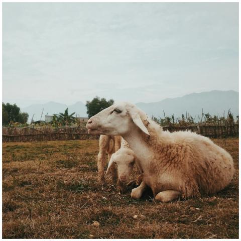 Relaxing sheep in a rural field with mountains in