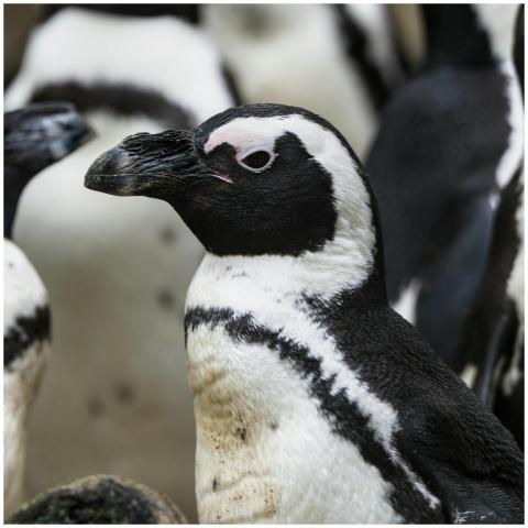 Close-up of African penguins at Basel Zoo, showcas