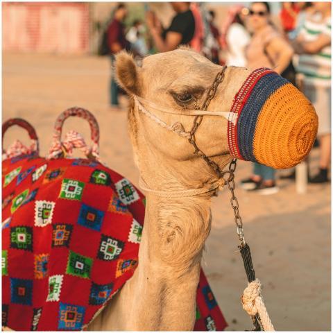 Close-up of a camel with colorful decorations in t