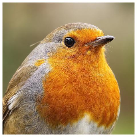 Wildlife Robin Bird Breast