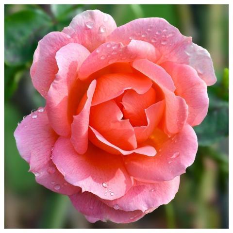 Pink Flower Petals Garden