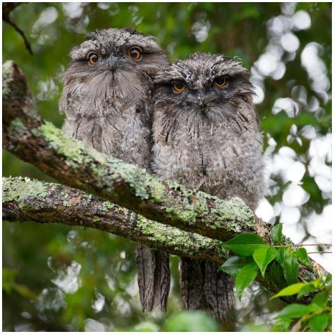 Two frogmouth owls sit closely on a moss-covered b
