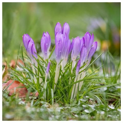 Flowers Nature Bloom Blossom